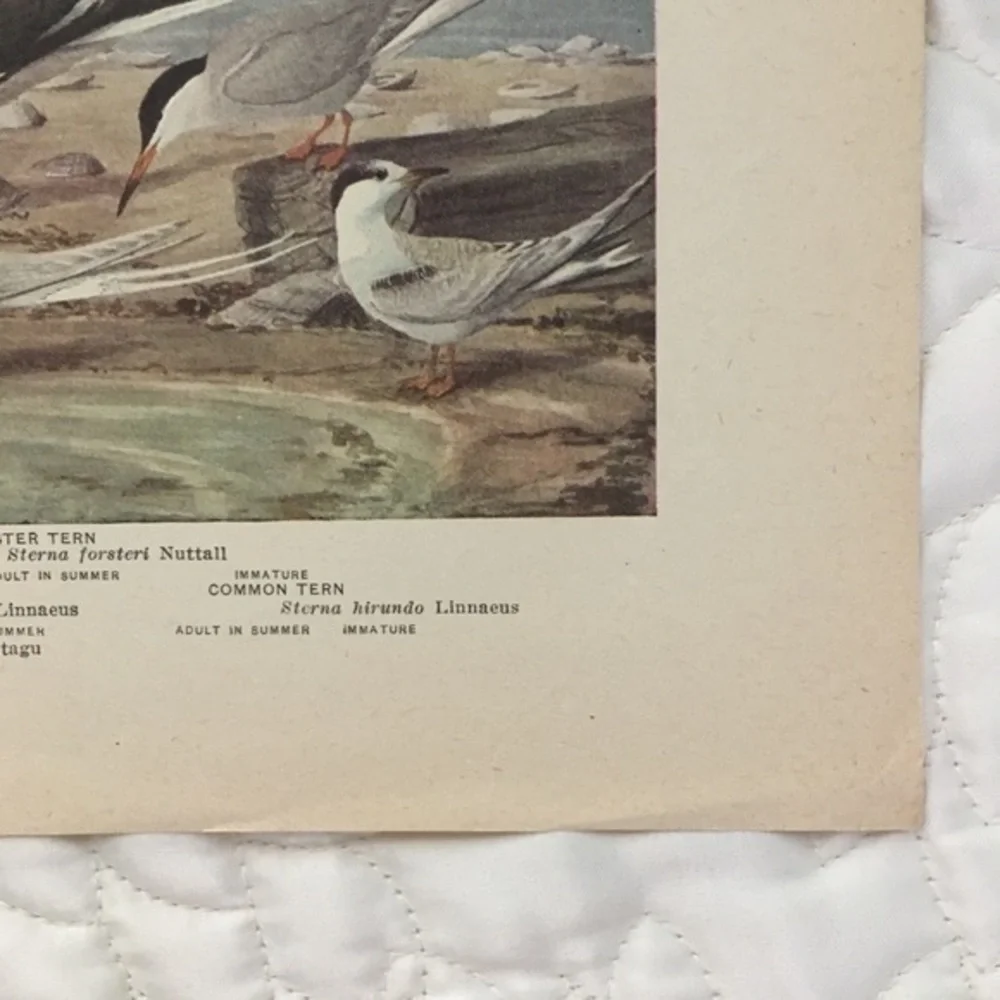 🖤 5/$25 Antique Ornithological Bird Print Original ocean birds
